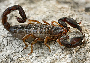 Oroscopo Maya Scorpione